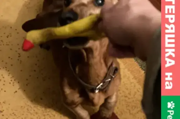 Собаки потеряшки, Санкт-Петербург, фото: Потеряшка собака Батон, Орловская улица, СПб.