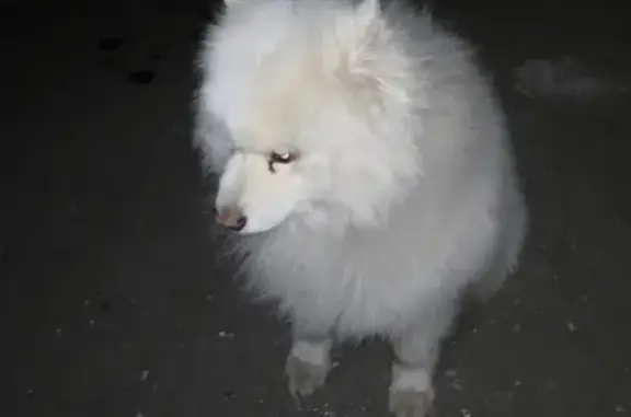 Найден белый пес с контактным ошейником на Цимлянской