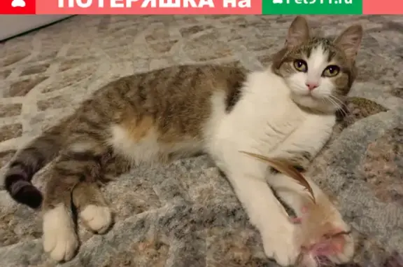 Найдена кошка в Марушкинском поселении