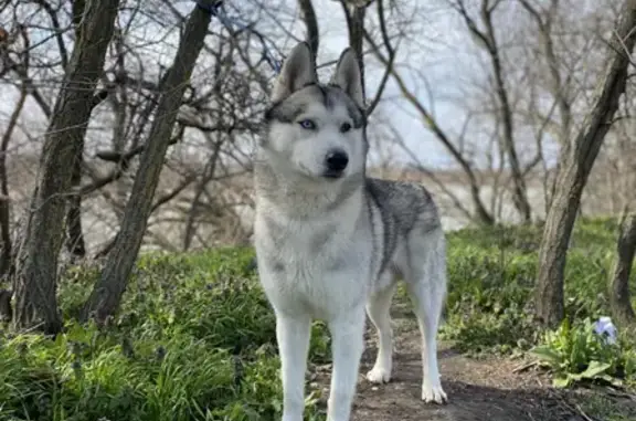 Найденные животные Краснодар, фото: Найдена хаски в Краснодаре, ищет хозяина (ул. Калинина, 13)