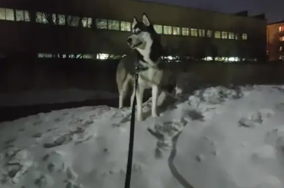 Пропала собака хаски в районе метро Проспект Победы, Казань