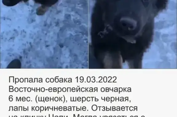 Пропала собака по адресу Полярная 14, вознаграждение за информацию.