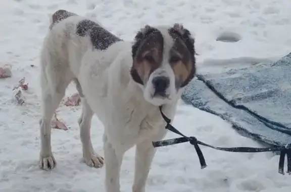 Собака найдена в Кадышево, Казань