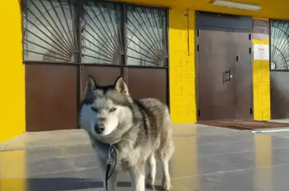 Найдена собака без поводка на ул. Свободы, Красное Село, СПб