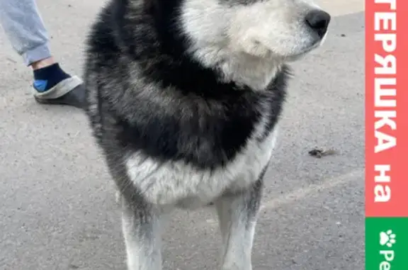 Найдена собака в Первом Мае, ищем хозяев на Груздевой улице.