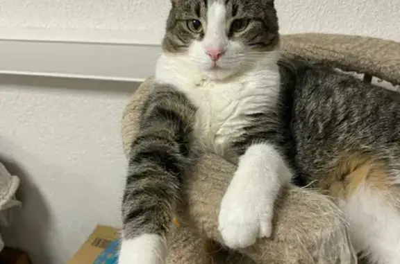 Кошки потеряшки, Санкт-Петербург, фото: Потеряшка кошка на ул. Бабушкина, 113 к3 литВ, нужна помощь!