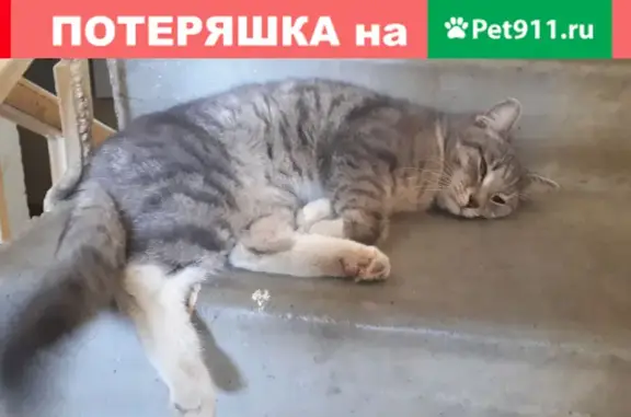 Найдена ласковая кошка на ул. Лескова, 28 в Ярославле