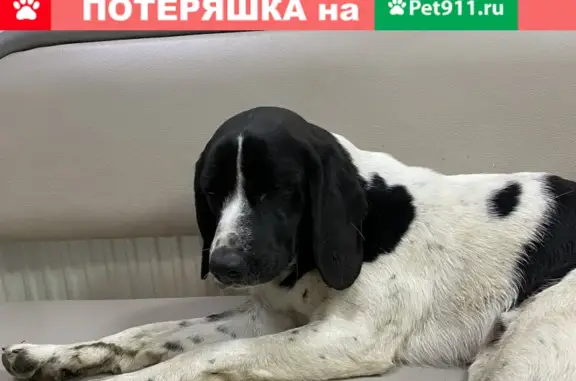 Найдена собака, Краснодар, фото: Собака найдена на перекрестке Бородинская/Почтовая, Краснодар