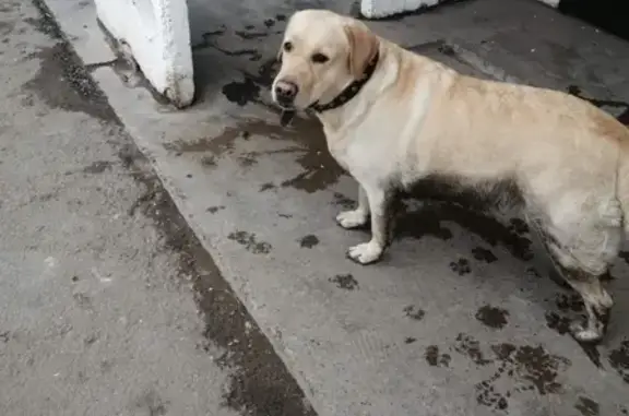 Найдена собака Лабрадор на ул. 60 лет Октября в Красноярске