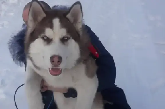Собаки потеряшки, Осинники (Кемеровская обл.), фото: Потеряшка собака Хаски в поселке Кульчаны