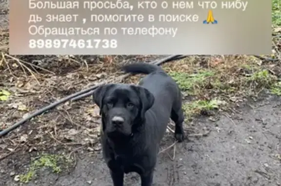 Пропал чёрный пёс Марсель в Михайловском с. Бесланского шоссе
