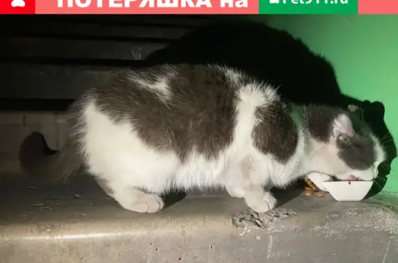 Найдена кошка на ул. Советов 12