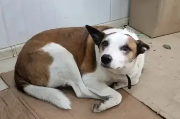 Найдена собака на Восточном Обходе, Краснодар