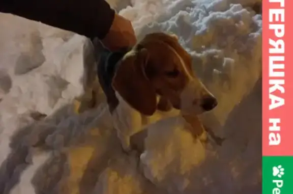 Собака найдена на Курской улице в Казани