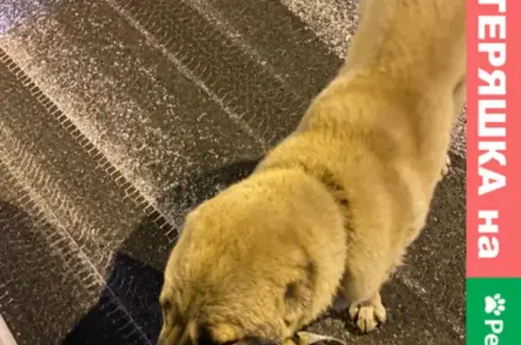Пропала собака Девочка на улице Комарова в Тюмени
