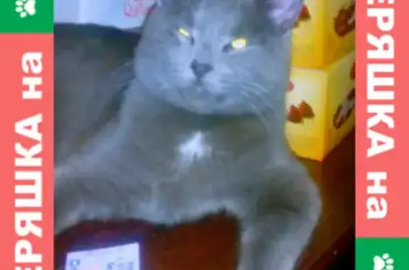 Кошки потеряшки, Новосибирск, фото: Потеряшка серый кот с белой грудкой на ул. Никитина 101 (Новосибирск)