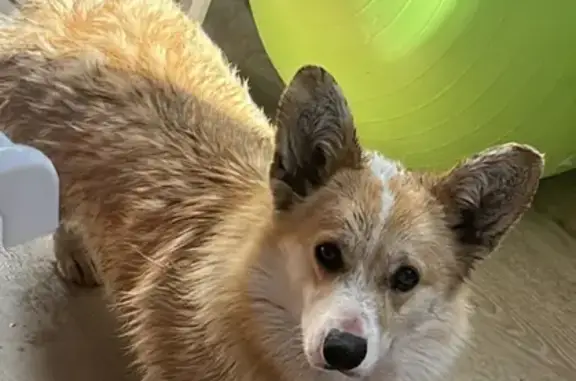 Найдена собака, Ростов-на-Дону, фото: Найдена собака без ошейника на ул. Шаповалова