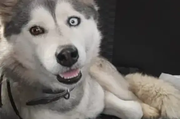 Найдена собака на Началовском шоссе
