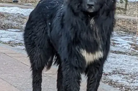 Найдена собака в районе Ботанического сада, ищет передержку