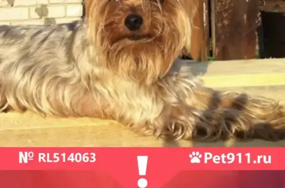 Собаки потеряшки, Нижний Новгород, фото: Потеряшка собака Шансон возле дома на Слободе Подновье