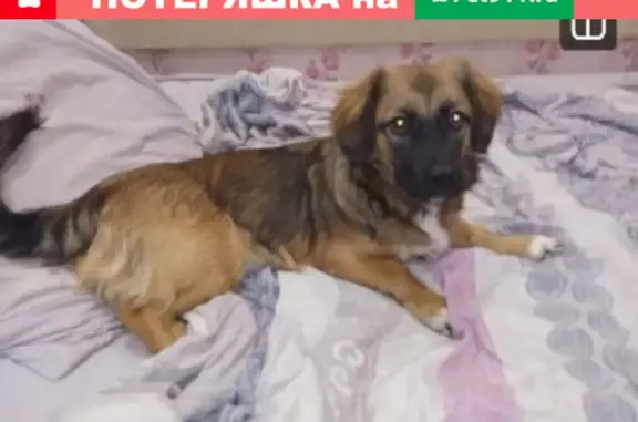 Объявления о пропавших и найденных животных, Ульяновск, фото: Пропала собака на Любови Шевцовой 59Б, Ульяновск