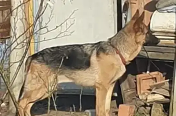 Потерянные животные Калининград, фото: Пропала немецкая овчарка на ул. С. Лазо, Калининград