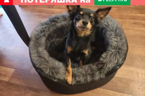 Собаки потеряшки, Санкт-Петербург, фото: Потеряшка Той терьер Халк, Дворцовая площадь, СПб