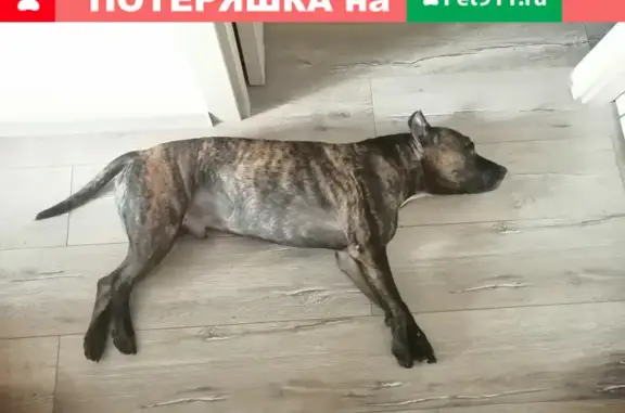 Найдена собака на Комсомольской, Искитим