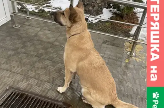 Собака на Петрозаводской 26, дружелюбная и ищет хозяина