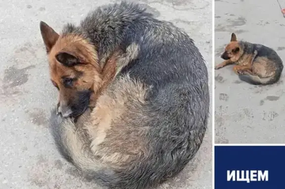 Пропала собака в Елшанке на 2-й Лагерной улице.