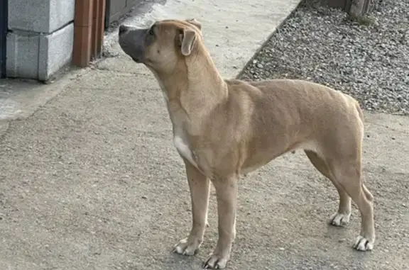 Найдена домашняя собака на ул. Индустриальная