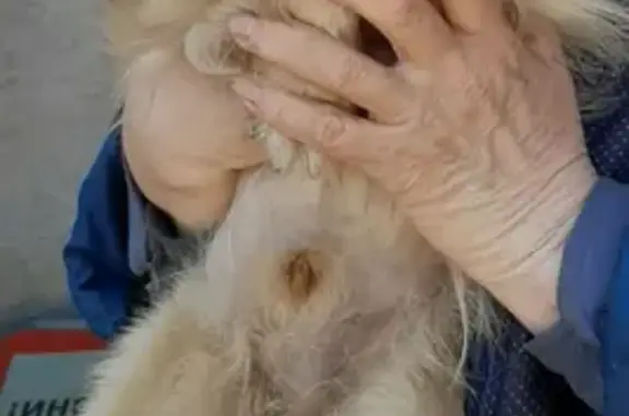 Найдена собака, Краснодар, фото: Найдена собака в Краснодаре на ул. Гоголя, 43