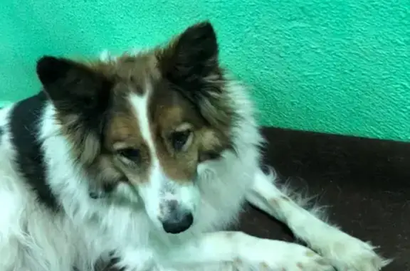 Найдена собака в Бутово без жетона на ошейнике