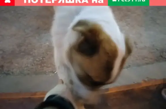 Собака на ул. Комбрига Потапова, 31 в Севастополе.