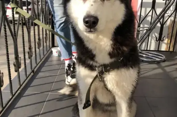 Найдена собака Хаски в центре Краснодара