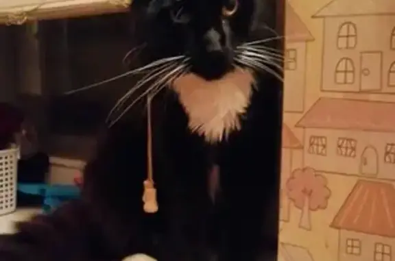 Кошки потеряшки, Тольятти, фото: Потеряшка кот на ул. Мира, Тольятти