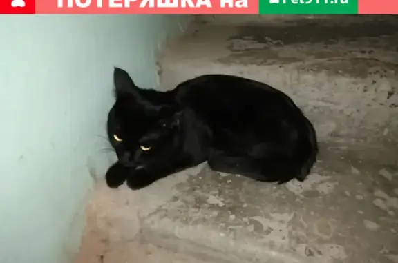 Найдена кошка на улице Оганова, Ростов-на-Дону