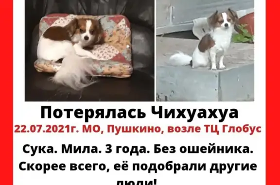 Пропала собака чихуахуа возле ТЦ Глобус в Пушкино, Моск.обл.
