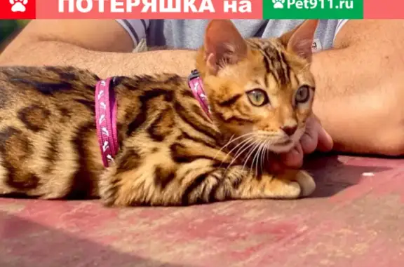 Пропал кот Бенгал на Большой Демидовской, Смоленск