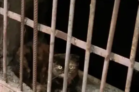 Найдена вислоухая кошка в Ростове на улице Нансена 118