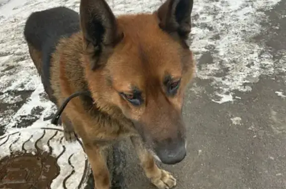 Собаки потеряшки, Санкт-Петербург, фото: Потеряшка немецкая овчарка в Шушарах, СПб (31.03.2022)