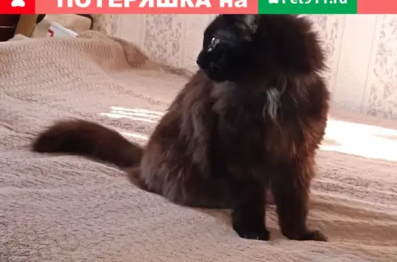 Найдена кошка на Белышева, 8, СПб.