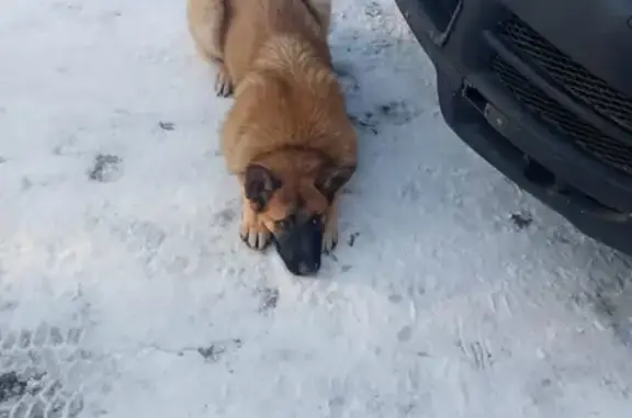 Пропала собака Садык в Битцевском парке, вознаграждение