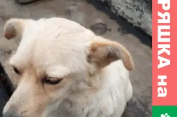 Пропала собака Бланка в селе Лесные Моркваши, Верхнеуслонский район, РТ