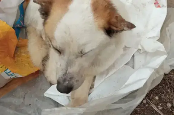 Собака Кобель найдена на Мамистова 28А в Безенчуке