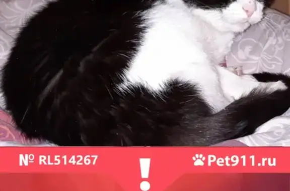 Кошки потеряшки, Санкт-Петербург, фото: Потеряшка кошка в Шлиссельбургском пр. 32 к2