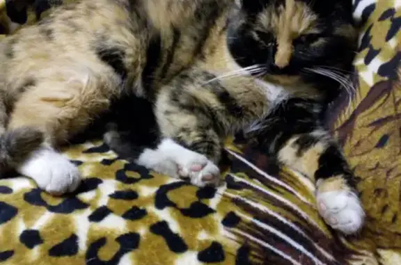 Кошки потеряшки, Новосибирск, фото: Потеряшка кошка Чингис, ул. Мира 58 к1, Новосибирск