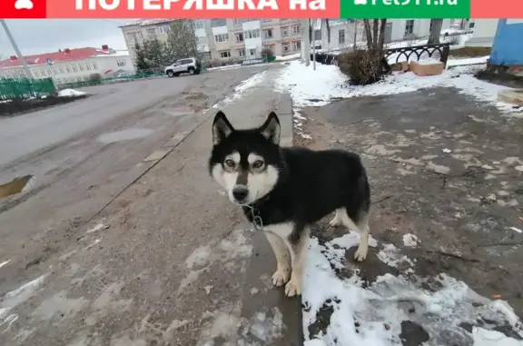 Найдена собака в Шатковском районе, Нижегородская область