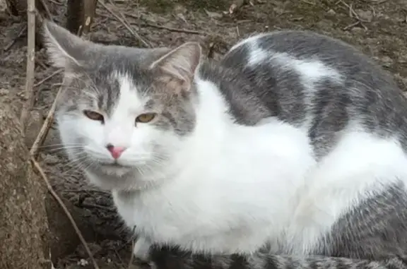 Найдена кошка на ул. Бабушкина, 113 к1, СПб