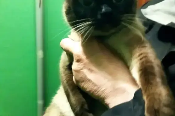 Найдена сиамская кошка на Краснопутиловской, 91